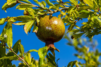 Low angle view of fruits growing on tree against sky