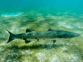 Close-up side view of fish in seabed