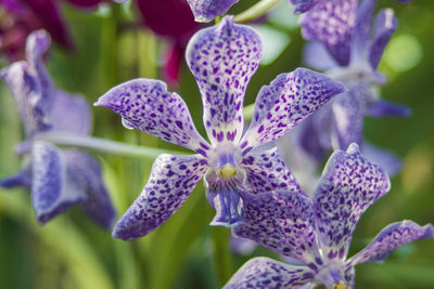 Close-up of purple flowering plant