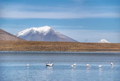 View of birds on snowcapped mountain against sky