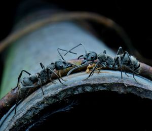 Close-up of insect