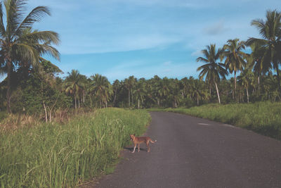 View of dog on the road amidst trees against sky