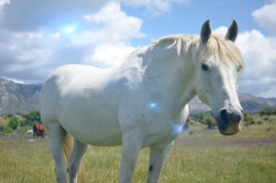 Horse standing in a field