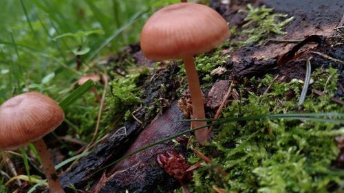 Mushroom growing on field