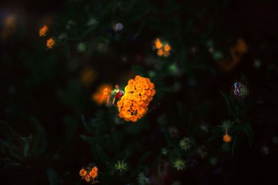 High angle view of orange butterfly on flower