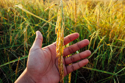 Close-up of hand holding plant on field