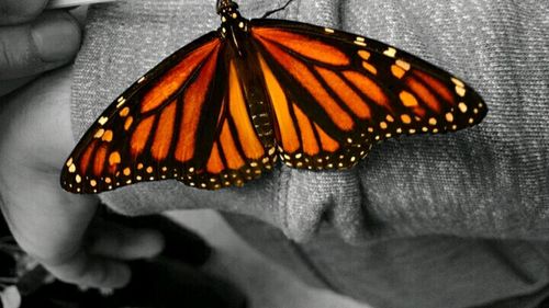 Close-up of butterfly on rocky surface