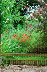 Red plants and trees in park