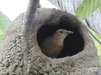 Bird perching on tree