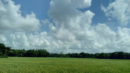 Scenic view of field against sky