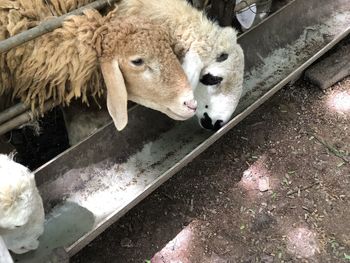 High angle view of sheep