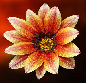 Close-up of fresh wet flower against red background