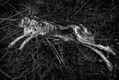 Bare trees in the dark