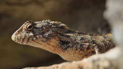 Close-up of a lizard