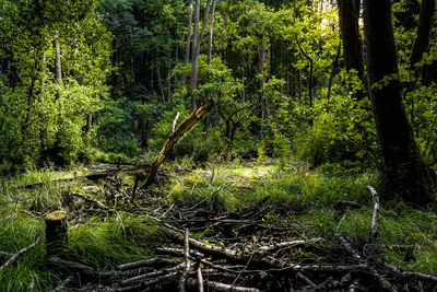 View of trees in forest