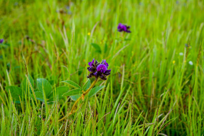 Close-up of purple flemingia flowering plant on field