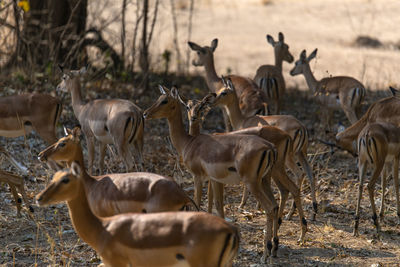 Flock of impalas in a field