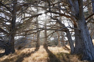 Trees in forest