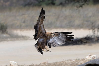 Bird flying over field