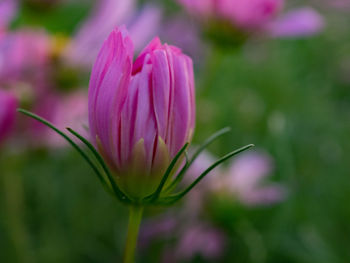 Close-up of purple flower blooming outdoors