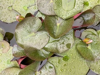 High angle view of water lily in lake