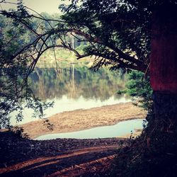 Scenic view of lake in forest against sky