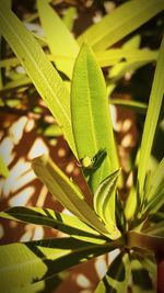 Close-up of insect on plant