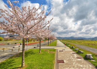 View of cherry blossom tree against cloudy sky
