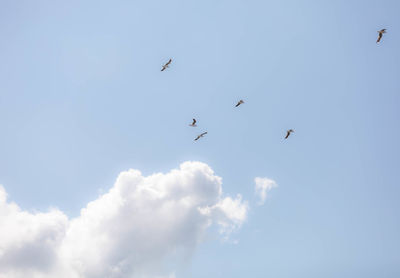 Low angle view of birds flying in sky