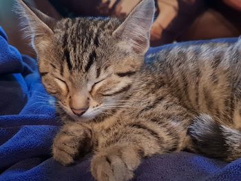 Close-up of cat resting