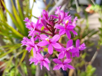 Close-up of pink flowering plant