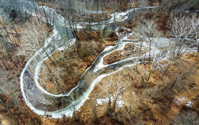 High angle view of bare trees in forest