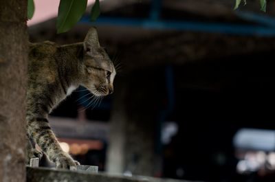 Close-up of a cat looking away