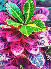 Close-up of pink leaves