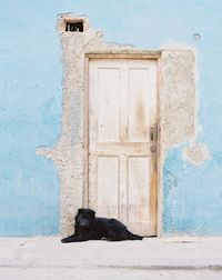 Dog in trinidad - cuba