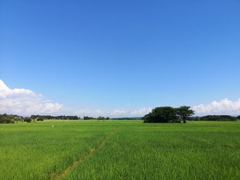 Scenic view of agricultural field against sky