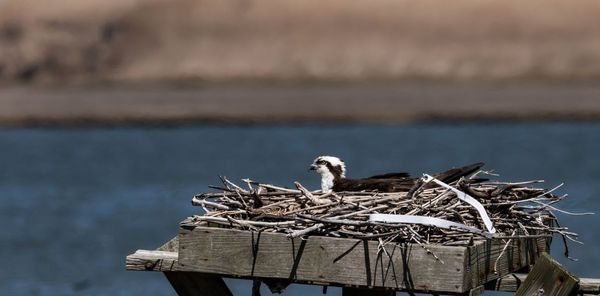 Birds perching on nest