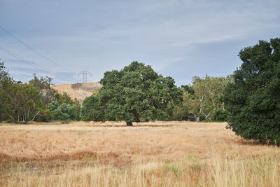 Trees on field against sky