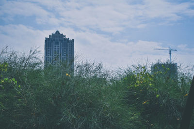 Plants growing on field against sky