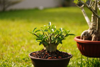 Close-up of small potted plant in field