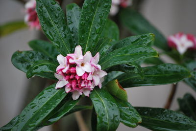 Close-up of pink flowers blooming outdoors