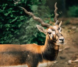 Portrait of deer in jungle