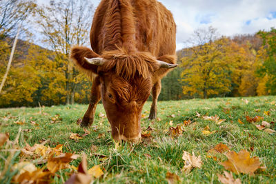 Brown cow grazing on field. jersey cow eating green grass on pasture. cattle breeding