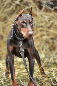 Close-up of a dog looking away