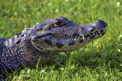 Close-up of alligator on field