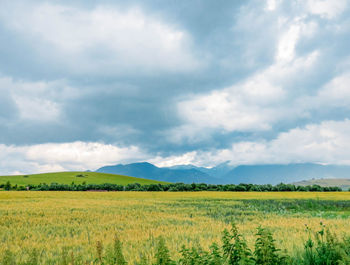 Scenic view of agricultural field against sky