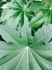 Full frame shot of leaves