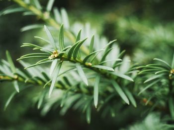 Close-up of insect on plant