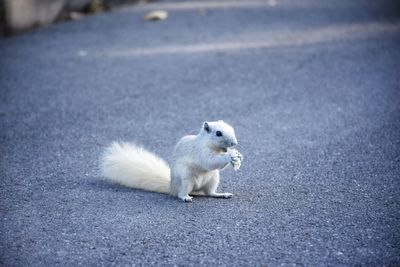 Squirrel on a road