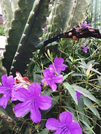 Close-up of pink flowers blooming in park